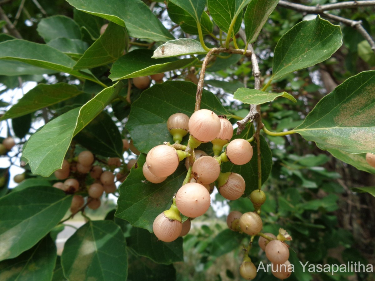 Cordia dichotoma G.Forst.